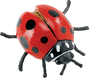 ladybug Pictures, Images and Photos