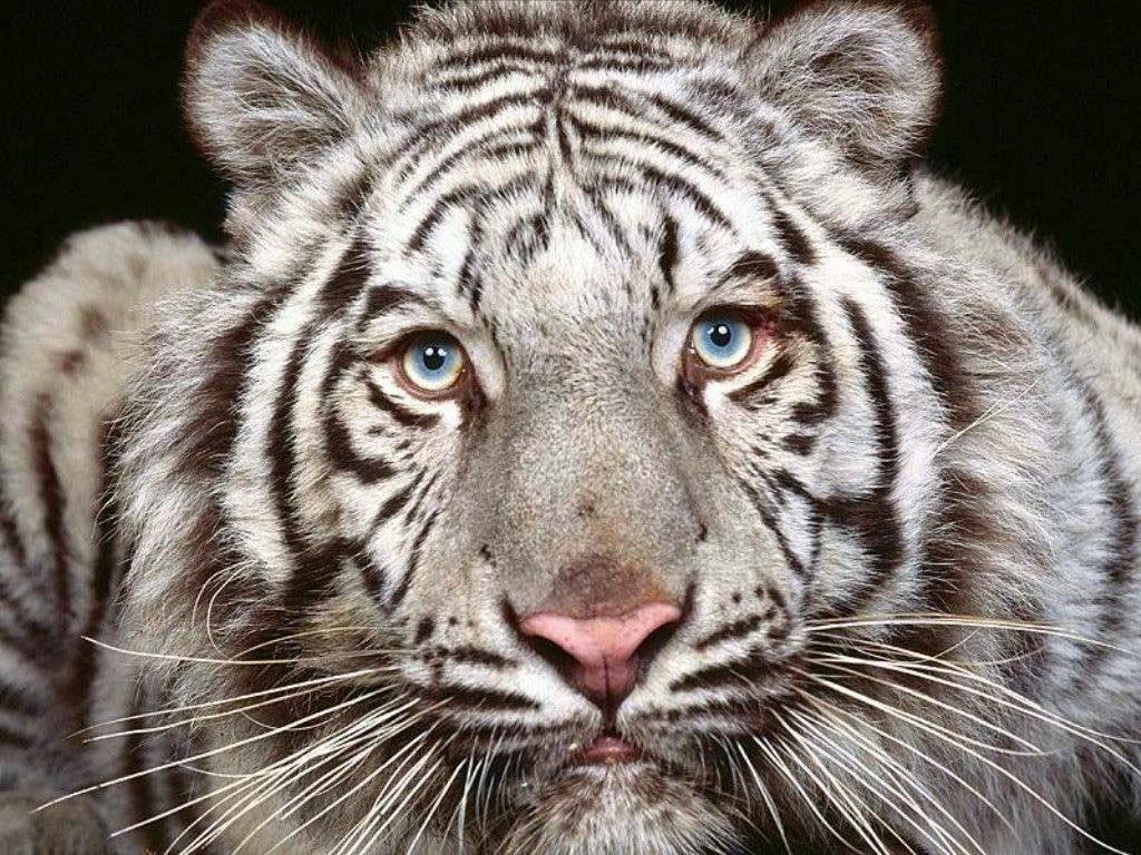 White Tiger Pictures, Images and Photos