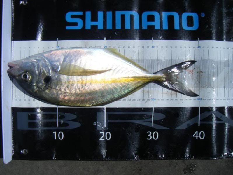 40cmtrev.jpg