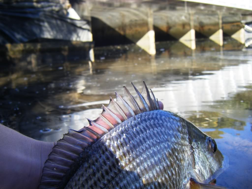 DSCF1867.jpg