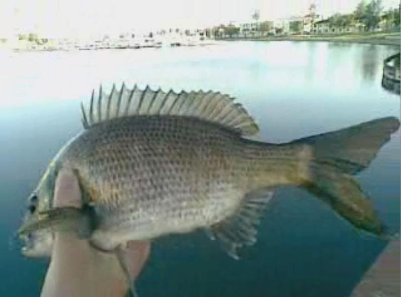 bream2.jpg