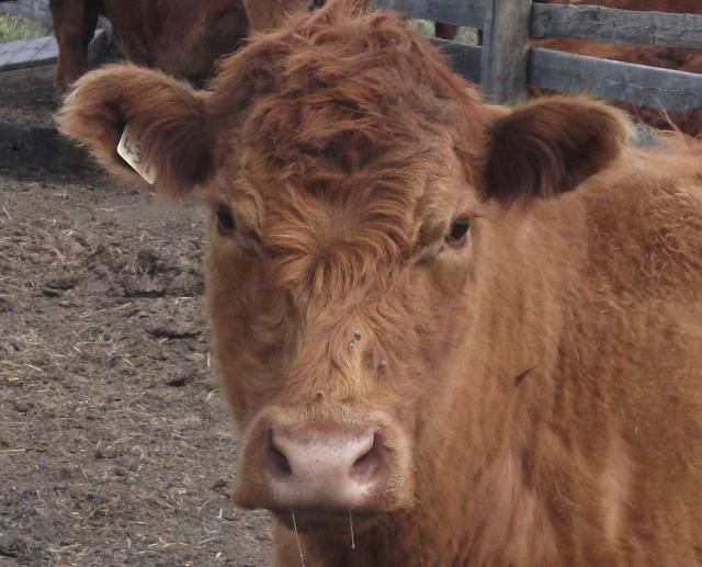 Discussion on using Brisket Tags for animal ID on the Cowherd