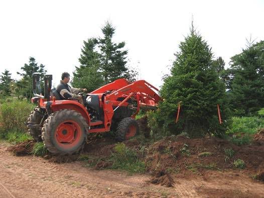 SmallFir.jpg