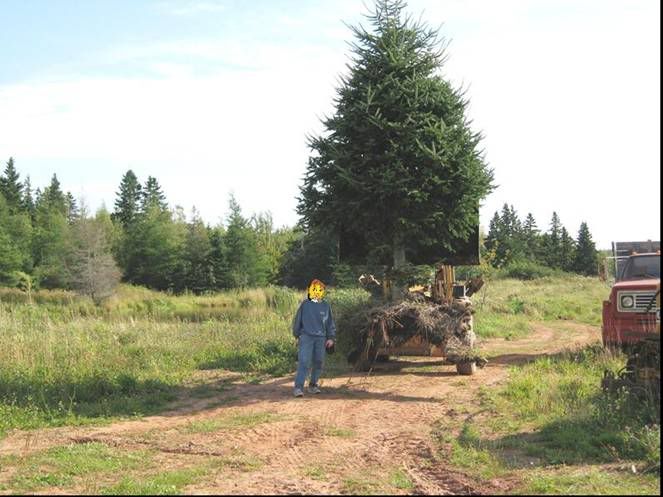 Spruce2.jpg