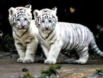 whitetigers2.jpg