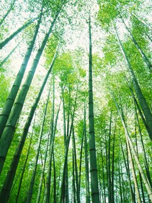 bamboo-1.jpg