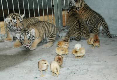 tiger_cub_playing_with_chickens_11.jpg