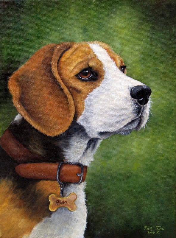 Beagle-Bella.jpg