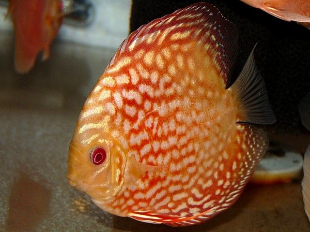 Red Checkerboard Discus