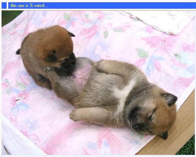 FunnyAnimal9sized.jpg