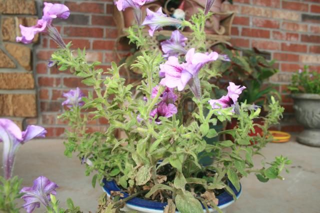  photo IMG_4890_zpsc4c1c8d3.jpg