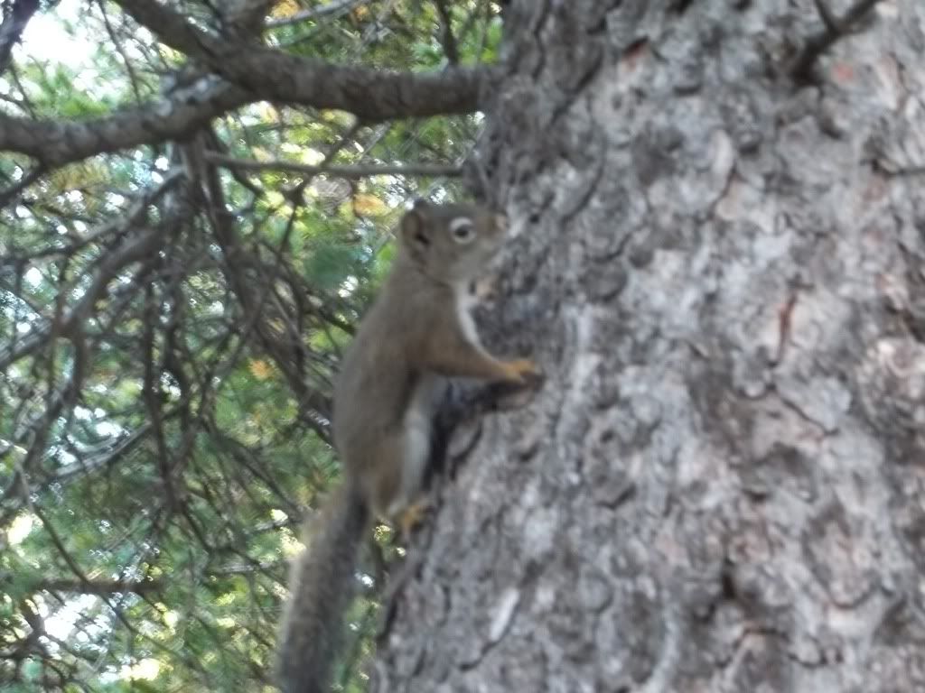 curious squirrel