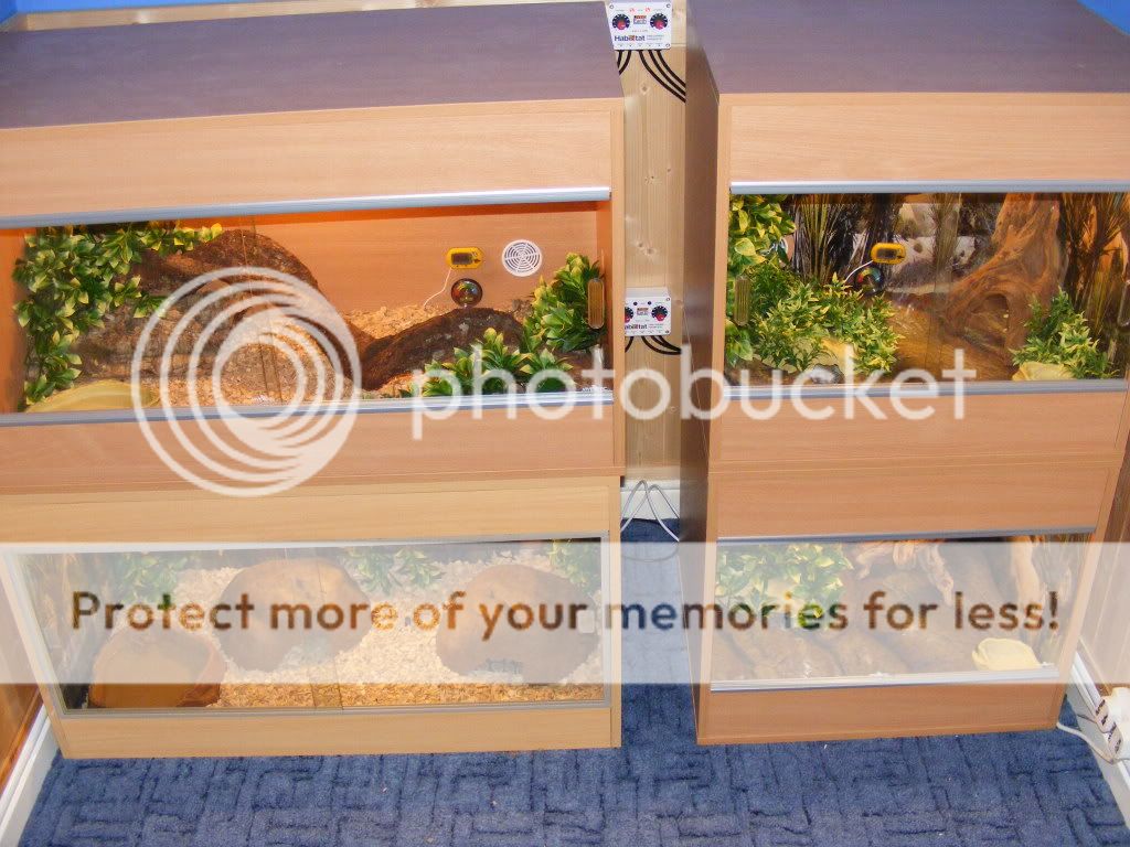 Viv stack pics | Reptile Forums