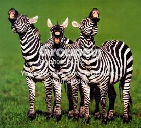 ANIMALS17.jpg