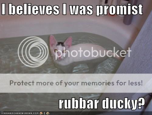 funny-pictures-white-cat-bath-ducky.jpg