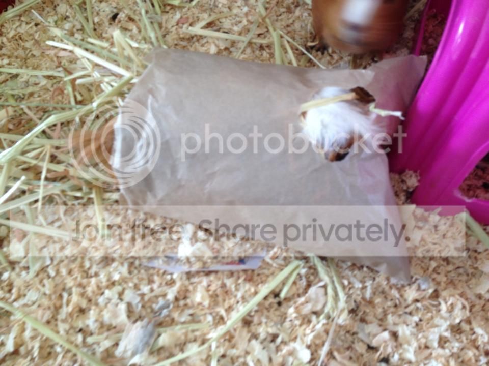 bag1_zps7793c526.jpg
