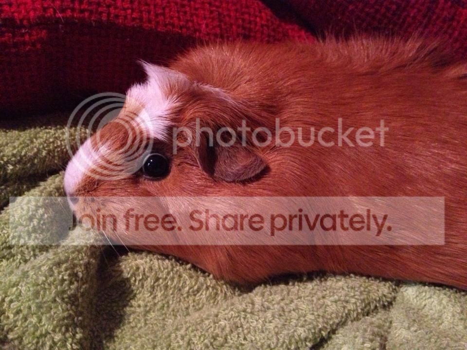 honeylump_zpsf85c5229.jpg
